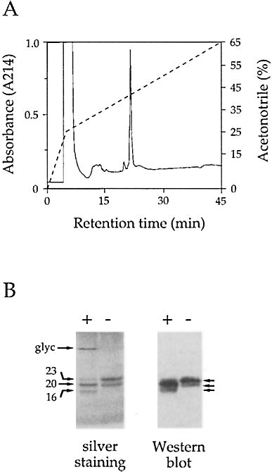 A Reverse Phase Hplc Purification Of Recombinant Download Scientific Diagram