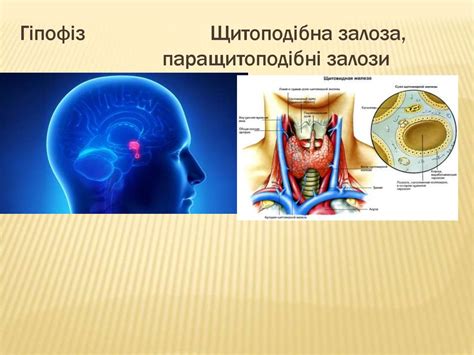 Захворювання щитоподібної залози - презентация онлайн