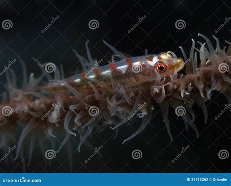 Whip Coral Goby Stock Photo Image Of Goby Exotic Reef 31413262