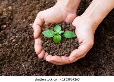 Hands Holding Sapling Soil Surface Stock Photo Shutterstock