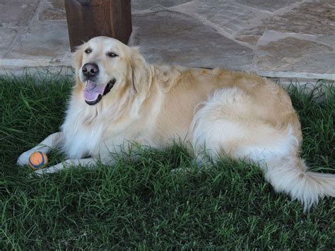 White Golden Acre Retrievers Puppies For Sale