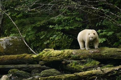 Great Bear Rainforest Agreements Outer Shores Expeditions