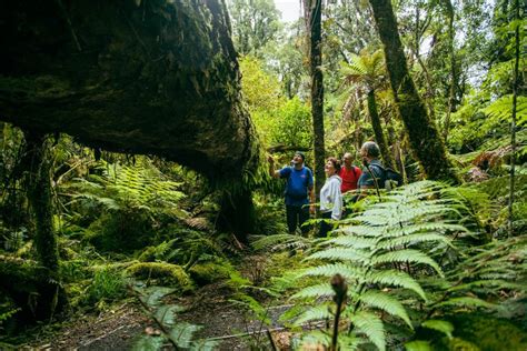 Fox Glacier Half Day Walking Nature Tour With Local Guide GetYourGuide