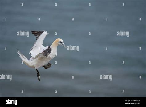 Northern Gannet Morus Bassanus A Single Th Year Plumaged Bird In