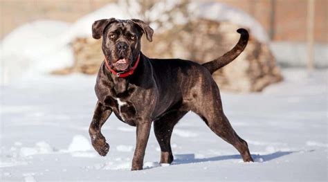 Cane Corso Lifespan How Long Do Cane Corsos Live Petsynse