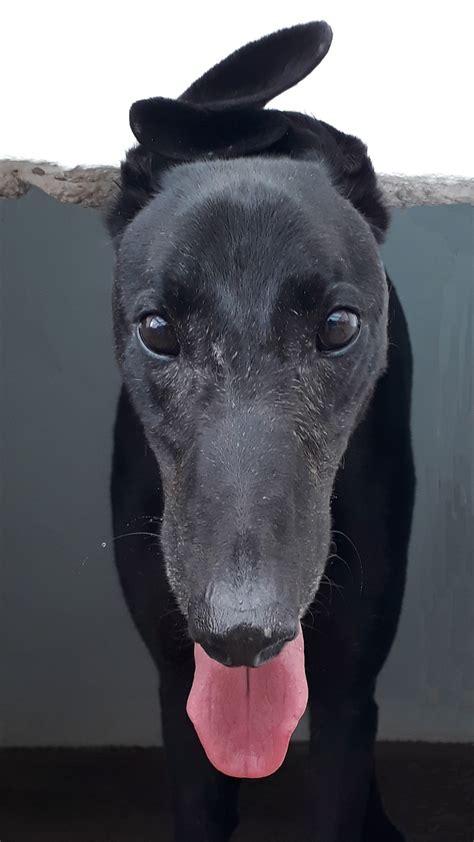 Black Greyhound Puppy