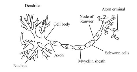 Describe a structure of Nerve cell