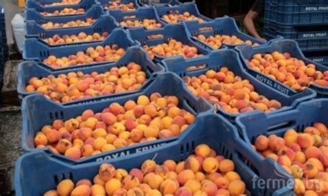 Продавам КАЙСИИ за ракия. – АгроБорса | Agri.BG