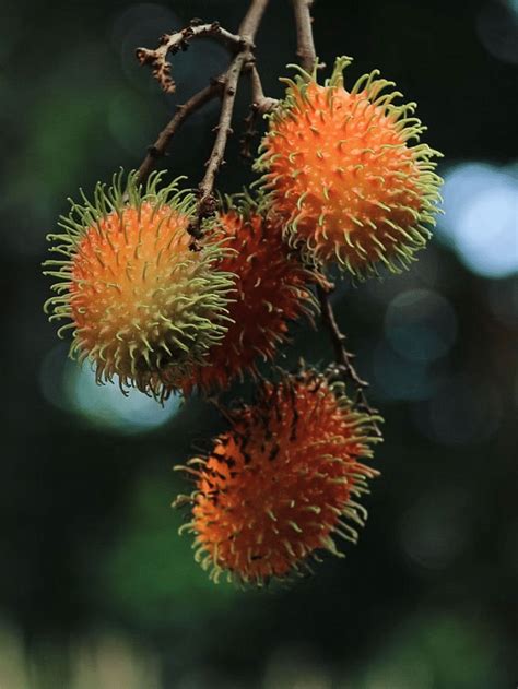 7 Remarkable Health Benefits of Rambutan - Sportskeeda Stories