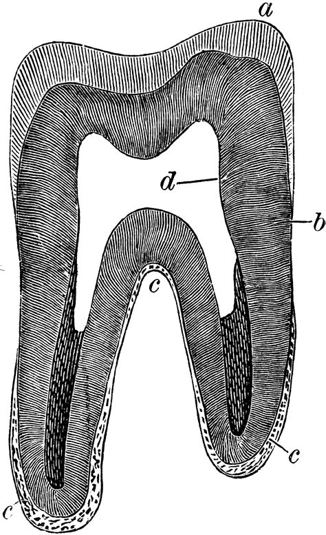 Vertical Section Of A Molar Clipart Etc