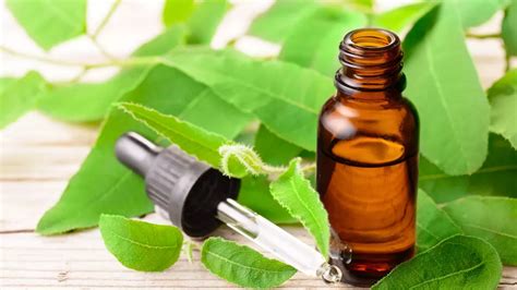 Huile Essentielle D Eucalyptus Citronn Vertus Et Bienfaits