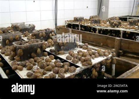 Cold Chamber For The Number Of Snails On A Snail Farm A Delicacy With