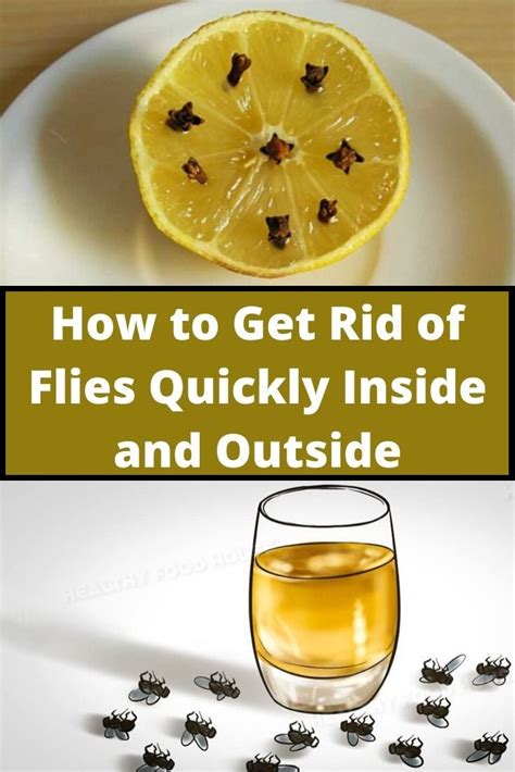 How To Get Rid Of Flies In The House 8 Tested Methods