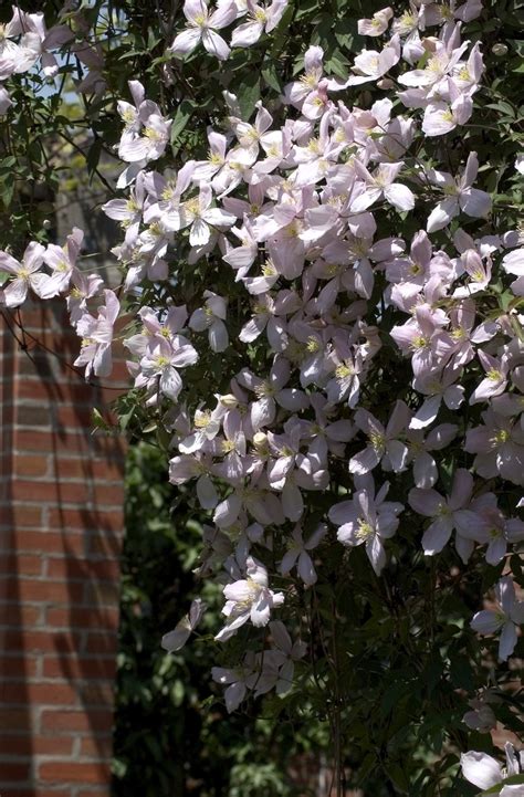 Clematis Montana Elizabeth Clematis Garden Center Marketing