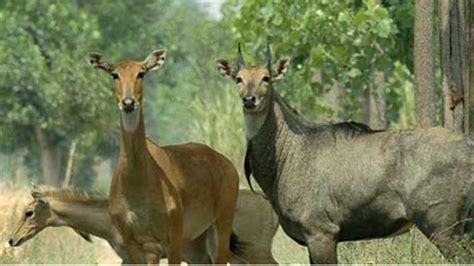 Nilgai Problem नीलगाय के आतंक से महंगी फसलों की खेती छोड़ रहे हैं किसान फसल चक्र हुआ प्रभावित