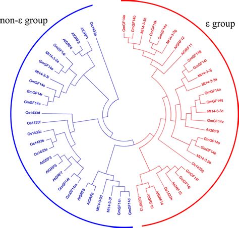 Phylogenetic Tree Analysis Of The 14 3 3 Genes In Glycine Max