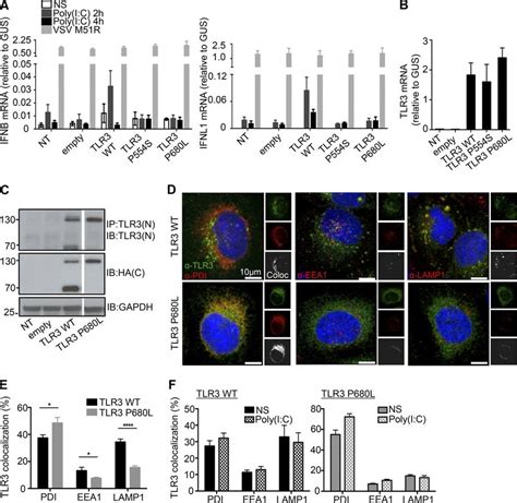 Expression And Function Of The P L Mutant Tlr Allele A Rt Qpcr