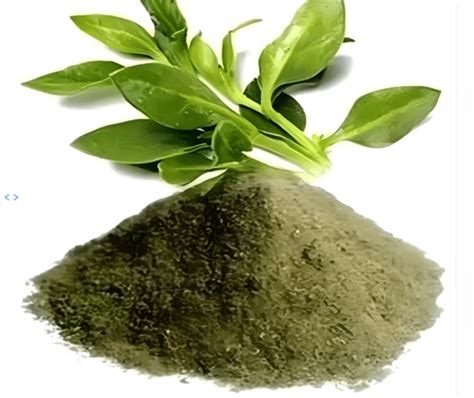 Kalmegh Powder Andrographis Paniculata Packaging Size Kg At Rs