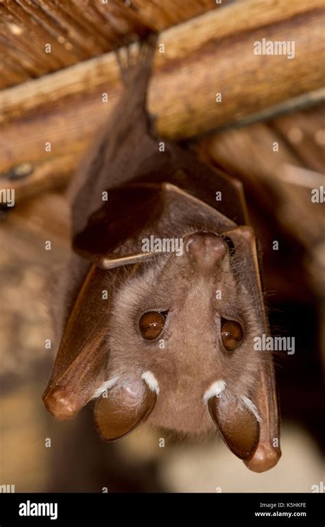 Wahlbergs Epauletted Fruit Bat Epomophorus Wahlbergi Skukuza Camp