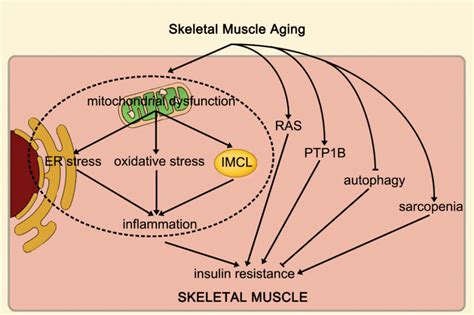 Skeletal Muscle Aging Can Increase Insulin Resistance By Promoting Download Scientific Diagram