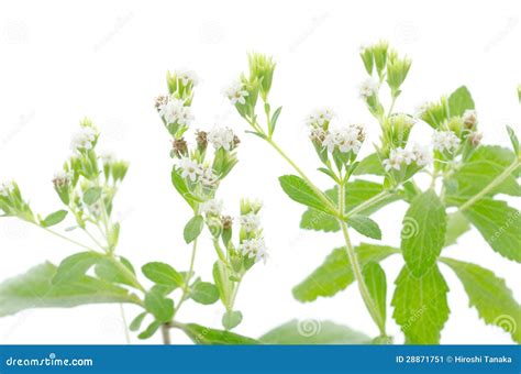 Stevia Flower Stock Image Image Of Sweet Beautiful 28871751