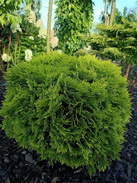 Ywotnik Zachodni Danica Aurea Thuja Occidentalis