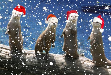 Festive Otters Are Festive — The Daily Otter