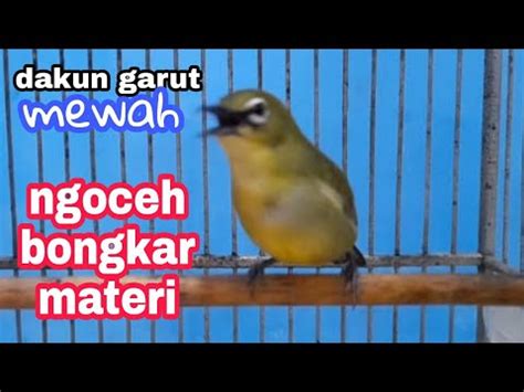 Pleci Dakun Garut Ngoceh Buka Paruh Bongkar Materi YouTube