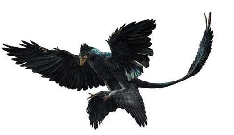 Microraptor Ecotensis Wiki Jurassic World Amino RPG Amino