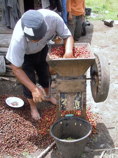 METODE PENGOLAHAN BIJI KOPI METODE PENGOLAHAN BIJI KOPI