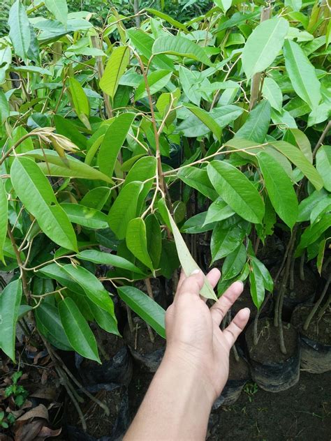 Ciri Ciri Bentuk Daun Durian Musang King Jual Bibit Durian Montong