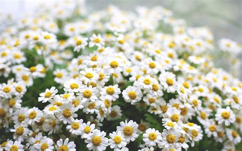 Daisy Wallpaper High Quality Free Download