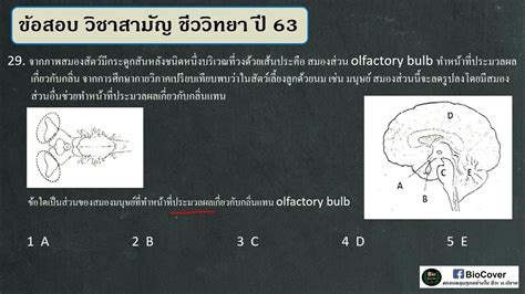 เฉลยข้อสอบ 9วิชาสามัญ ปี 63 ข้อ 29 ส่วนประมวลผลกลื่นในสมองมนุษย์ Youtube