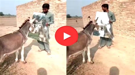 Trending Today Donkey Reaction After Seeing Himself In Mirror Funny