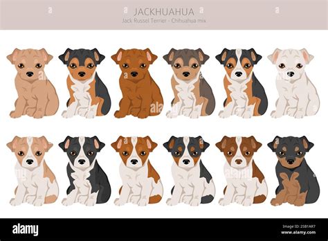 Jackhuahua clipart. Jack Russel Terrier - Chihuahua mix. All possible ...