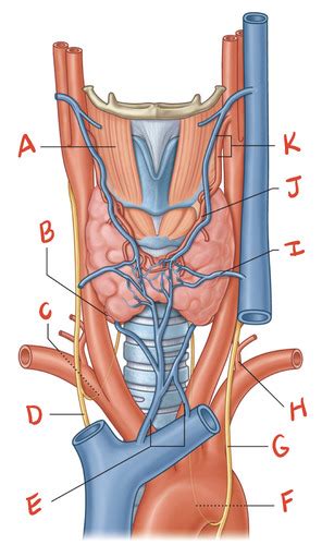 Neck Viscera Flashcards Quizlet