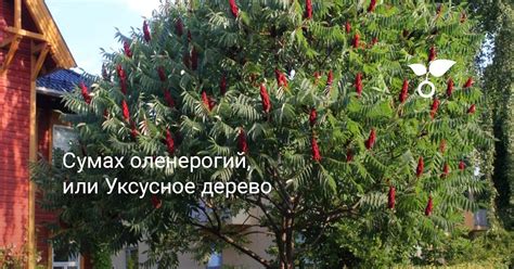 Сумах оленерогий, или Уксусное дерево. Абхазская пальма. Фото — Ботаничка