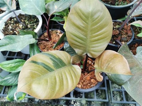 Philodendron Black Cardinal Variegated 6 Pot For Sale New Price 2023