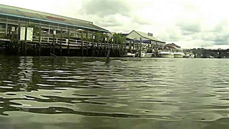 Shem Creek Dolphin YouTube