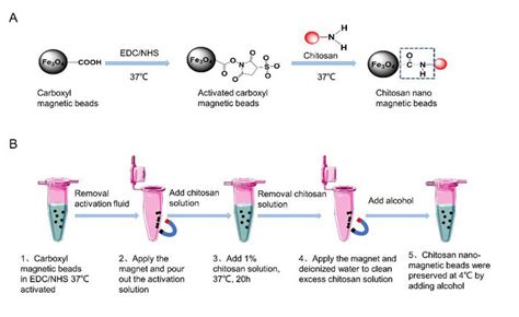 Modified Lysis Buffer And Chitosan Coated Mag EurekAlert