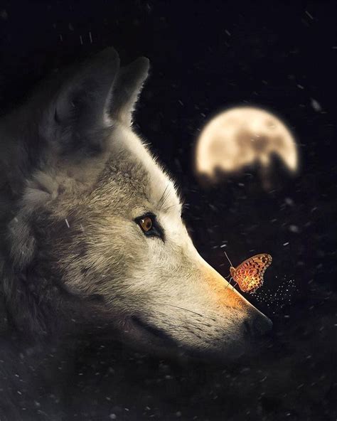 wolves of the woods zamieścił a post na Instagramie The wolf in the