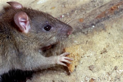 What Do Rats Eat? - Plunkett's Pest Control