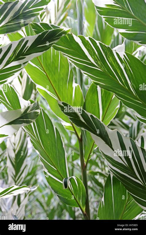 Variegated Tropical Leaves Hi Res Stock Photography And Images Alamy