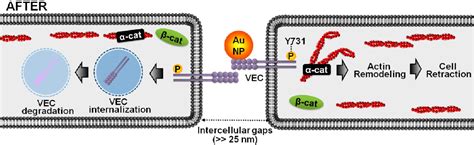 Figure From Gold Nanoparticles Induced Endothelial Leakiness Depends