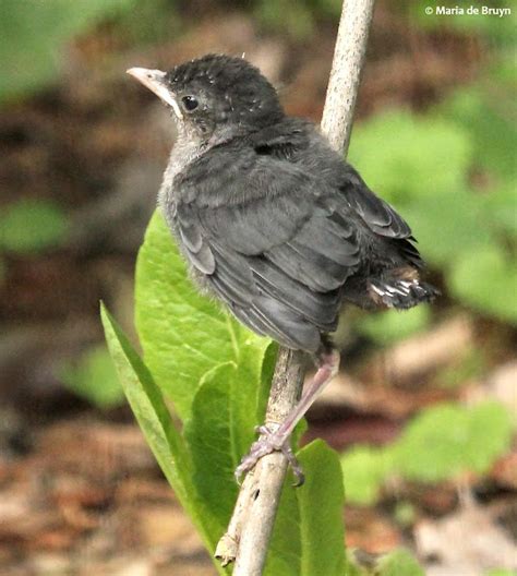 Gray Catbird Fledgling Project Noah