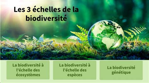 Les Chelles De La Biodiversit