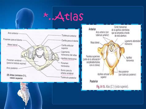 Anatomia Columna Cervical PPT