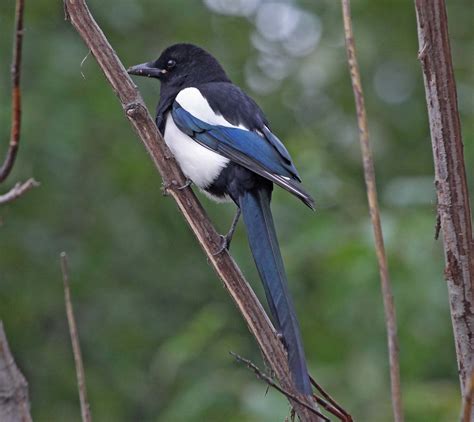 Pictures and information on Black-billed Magpie