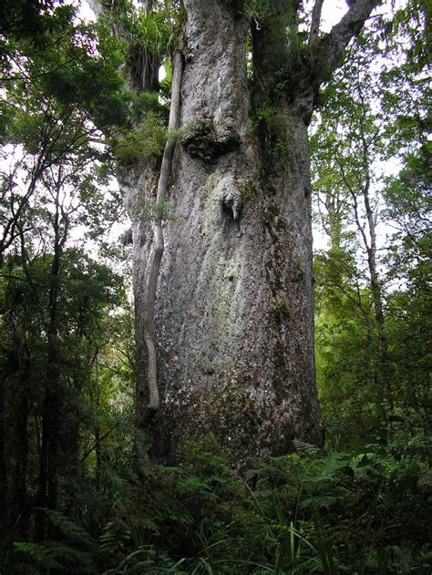 Te Matua Ngahere Is A Giant Kauri Coniferous Tree In The Waipoua Forest