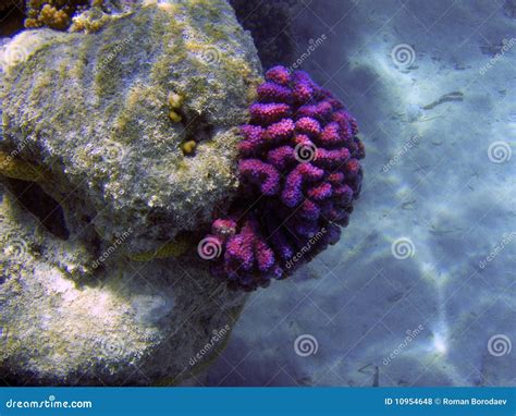 Bright coral reef. stock photo. Image of colorful, dive - 10954648